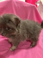 Brandy, a female Pomeranian for sale in Summer Shade, KY – 7 of 10