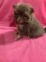 Brandy, a female Pomeranian for sale in Summer Shade, KY – 5 of 10