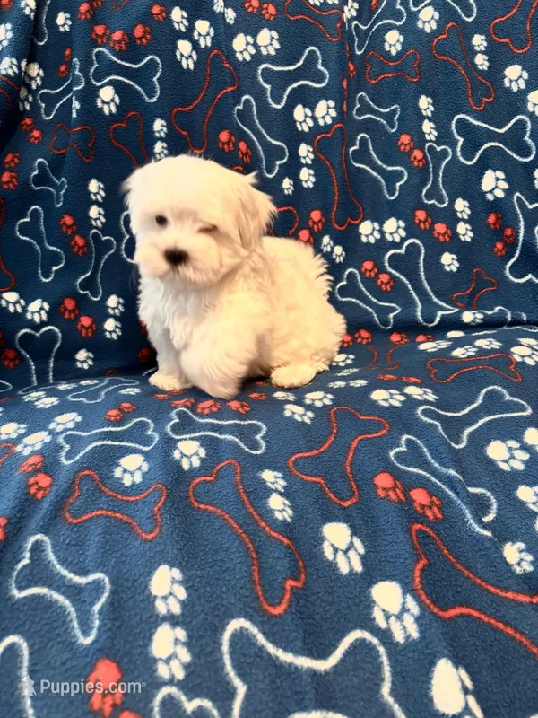 Gentle Samson – Maltese puppy for sale in Summer Shade, KY