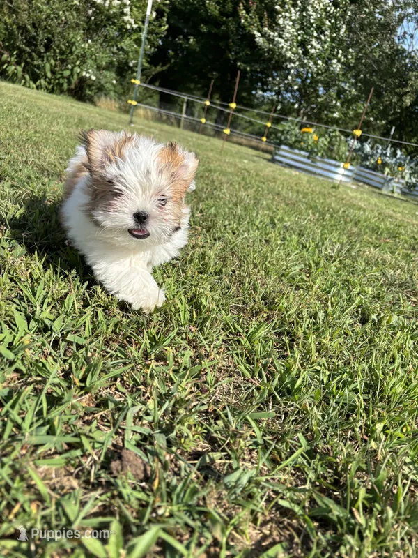 REDUCED Precious  – Mal Shi puppy for sale in Summer Shade, KY