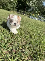 REDUCED Precious , a female Mal Shi for sale in Summer Shade, KY – 1 of 10