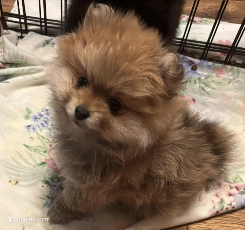 Angel , a female Pomeranian for sale in Summer Shade, KY – Photo 1 of 7