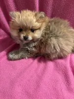 Angel , a female Pomeranian for sale in Summer Shade, KY – Photo 6 of 7