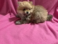 Angel , a female Pomeranian for sale in Summer Shade, KY – Photo 3 of 7
