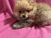 Angel , a female Pomeranian for sale in Summer Shade, KY – Photo 4 of 7