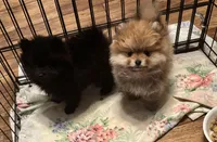 Angel , a female Pomeranian for sale in Summer Shade, KY – Photo 7 of 7