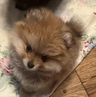 Angel , a female Pomeranian for sale in Summer Shade, KY – Photo 2 of 7