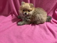 Angel , a female Pomeranian for sale in Summer Shade, KY – Photo 5 of 7