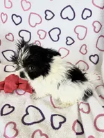 Skye, a female Maltipom for sale in Summer Shade, KY – 6 of 8