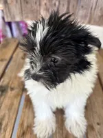 Lilac, a female Maltipom for sale in Summer Shade, KY – 2 of 7