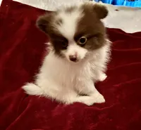 Bandit, a male Pomeranian for sale in Summer Shade, KY – 1 of 6