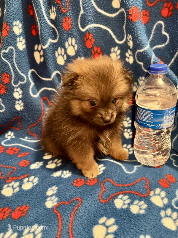 Bouncy Micky – Pomeranian puppy for sale in Summer Shade, KY