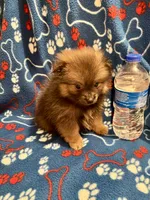 Bouncy Micky, a male Pomeranian for sale in Summer Shade, KY – 1 of 8