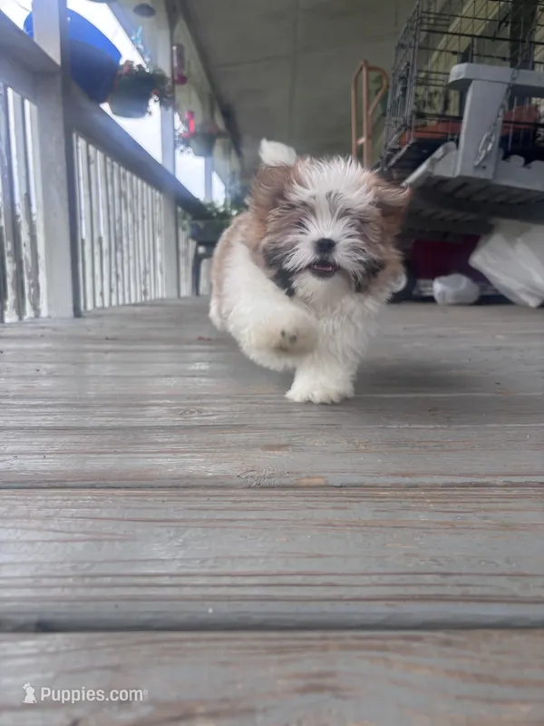 HAPPY.   – Mal Shi puppy for sale in Summer Shade, KY