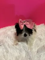 Tiny Skye, a female Maltipom for sale in Summer Shade, KY – 7 of 8