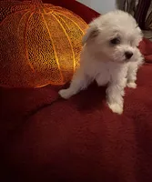 Prissy , a female Maltese for sale in Summer Shade, KY – 6 of 6