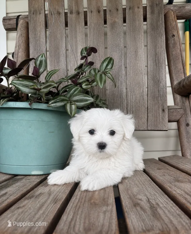 Handsome – Maltipoo puppy for sale in Summer Shade, KY