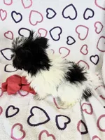 Skye, a female Maltipom for sale in Summer Shade, KY – 8 of 8