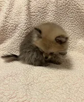 PENNY REDUCED. , a female Pomeranian for sale in Summer Shade, KY – 6 of 8