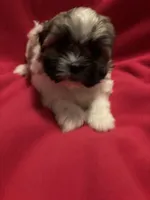 Fluffy , a female Mal Shi for sale in Summer Shade, KY – 1 of 6