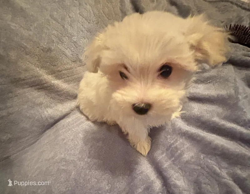 Dynamite  – Maltese puppy for sale in Summer Shade, KY