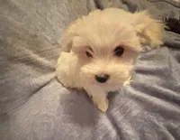 Dynamite , a male Maltese for sale in Summer Shade, KY – 2 of 3