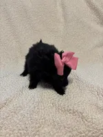 Seira, a female Pomeranian for sale in Summer Shade, KY – Photo 5 of 7