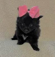 Seira, a female Pomeranian for sale in Summer Shade, KY – Photo 2 of 7