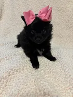 Seira, a female Pomeranian for sale in Summer Shade, KY – Photo 1 of 7