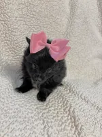 Seira, a female Pomeranian for sale in Summer Shade, KY – Photo 6 of 7