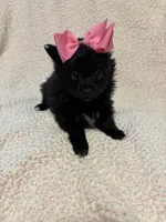 Seira, a female Pomeranian for sale in Summer Shade, KY – Photo 7 of 7
