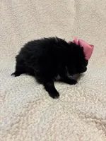 Seira, a female Pomeranian for sale in Summer Shade, KY – Photo 4 of 7