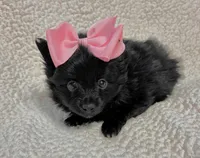 Seira, a female Pomeranian for sale in Summer Shade, KY – Photo 3 of 7