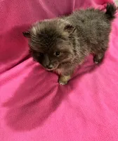 Brandy, a female Pomeranian for sale in Summer Shade, KY – 1 of 10