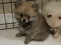 Penny, a female Pomeranian for sale in Summer Shade, KY – 2 of 8