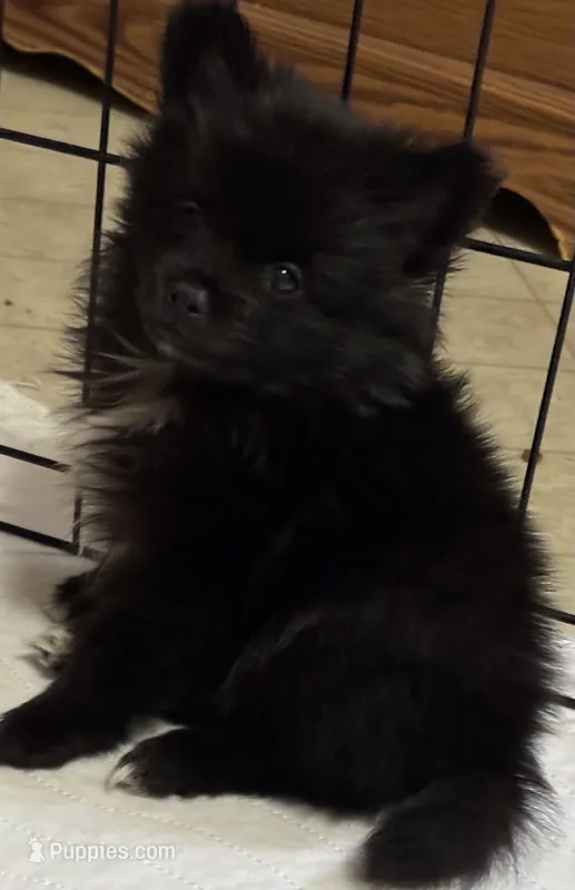 Charmer – Pomeranian puppy for sale in Summer Shade, KY