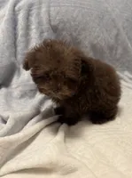 Pocket Pup , a male Poodle - Toy  for sale in Summer Shade, KY – 8 of 9