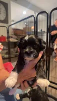 Mabel, a female Shihpoo and Yorkshire Terrier for sale in Fort Myers, FL – 3 of 6