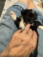 Mabel, a female Shihpoo and Yorkshire Terrier for sale in Fort Myers, FL – 2 of 6