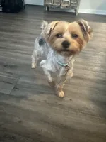 Pipper, a female Yorkshire Terrier for sale in Fort Myers, FL – 3 of 3
