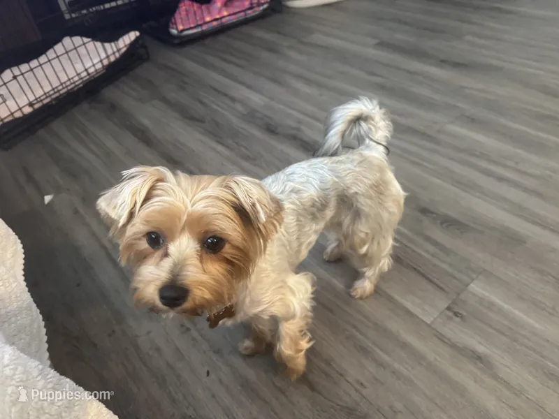 Pipper – Yorkshire Terrier puppy for sale in Fort Myers, FL