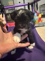 Mabel, a female Shihpoo and Yorkshire Terrier for sale in Fort Myers, FL – 5 of 6