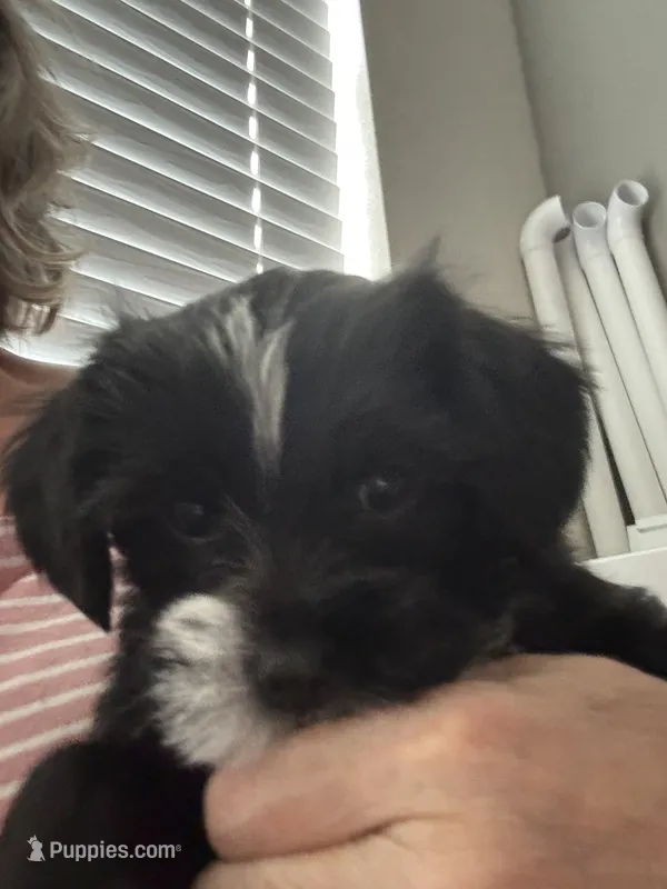 Ursella  – Shihpoo, Yorkshire Terrier puppy for sale in Fort Myers, FL