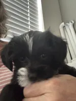 Ursella , a female Shihpoo and Yorkshire Terrier for sale in Fort Myers, FL – 1 of 6