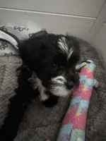 Ursella , a female Shihpoo and Yorkshire Terrier for sale in Fort Myers, FL – 4 of 6