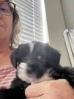 Ursella , a female Shihpoo and Yorkshire Terrier for sale in Fort Myers, FL – 5 of 6