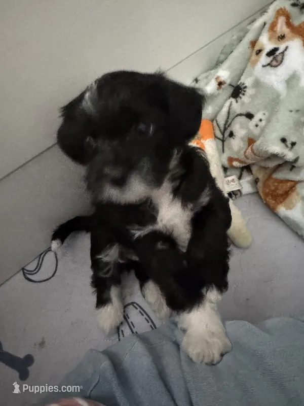 Mabel – Shihpoo, Yorkshire Terrier puppy for sale in Fort Myers, FL