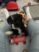 Ursella , a female Shihpoo and Yorkshire Terrier for sale in Fort Myers, FL – 2 of 6
