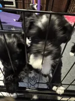 Mabel, a female Shihpoo and Yorkshire Terrier for sale in Fort Myers, FL – 4 of 6