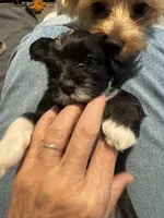 Mabel, a female Shihpoo and Yorkshire Terrier for sale in Fort Myers, FL – 6 of 6